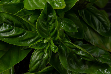 Fototapeta premium Basil leaves close-up macro.Herb seasoning green