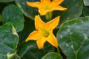 Pumpkin flower, Pumpkin flower from Thailand country