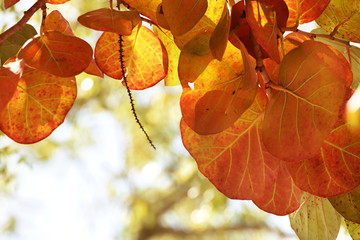 The huge leaves of a tropical tree against the sky. Natural natural background.