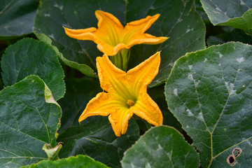 Pumpkin flower, Pumpkin flower from Thailand country