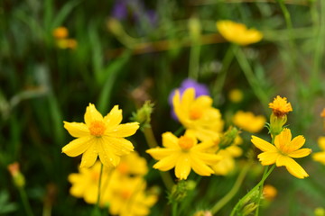 Fototapeta premium A close up of green flowers in the garden near the house 