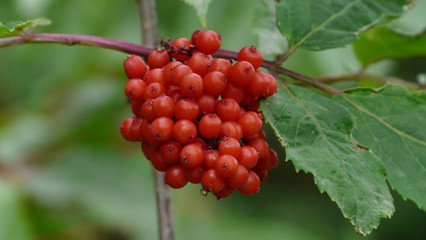 Vogelbeeren am Baum