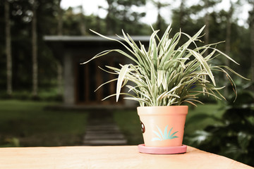 Plants in pots green on wooden table