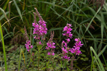 Flowers Weerribben Netherlands