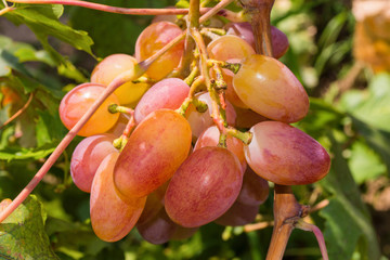 Fresh pink seedless grapes. Ripe pink grapes on the vine. Grapes closeup. Soft selective focus.