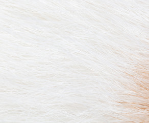 White wool of a cat as a background
