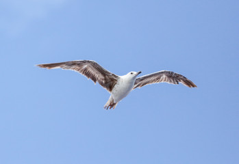 Seagull flying in the blue sky