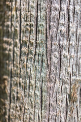 Bark on a palm tree as an abstract background