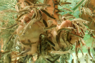 Foot cleaning with fish in the aquarium