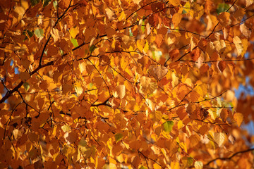 The leaves on the branches of birch