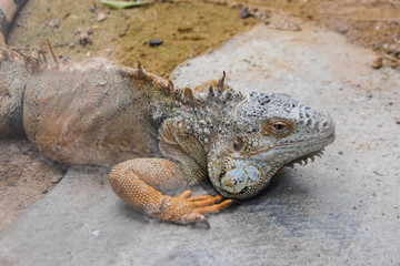 iguana at the zoo. reptile animals