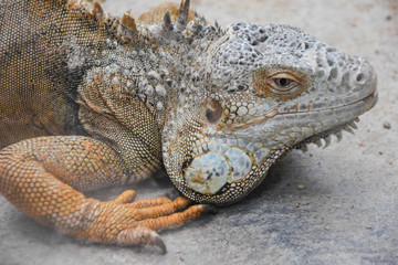 Obraz premium iguana at the zoo. reptile animals