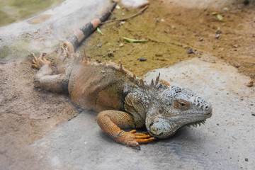 iguana at the zoo. reptile animals
