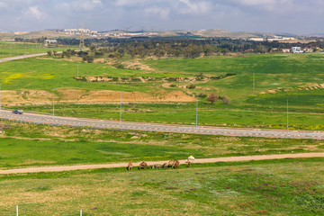 Fototapeta na wymiar Flock of camels near road