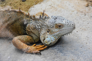 iguana at the zoo. reptile animals