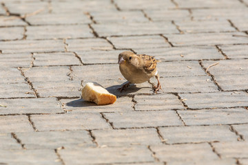Small gray sparrow female has found a one piece of bread