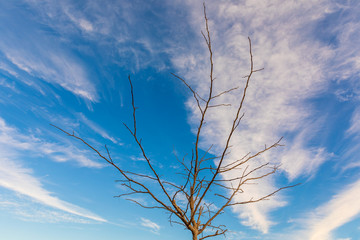 Empty tree at fluffy cloud background