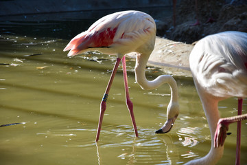 Pink big birds Greater Flamingos