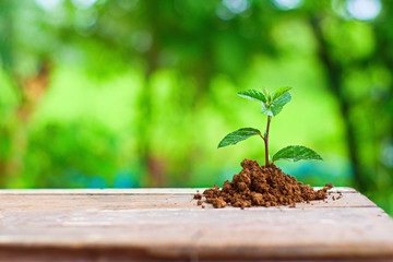  A small green tree that grows in the soil