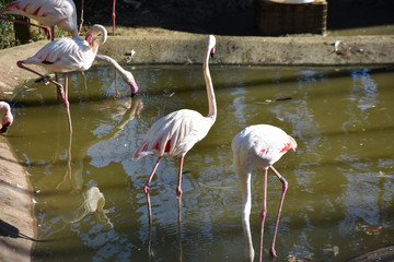 Pink big birds Greater Flamingos