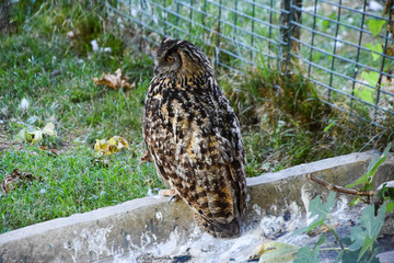 owl is sitting on the stone at the zoo