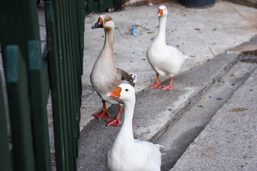 white duck. beautiful animal background