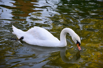 white swan floating on the lake