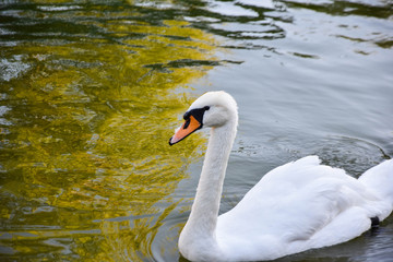 Fototapeta premium white swan floating on the lake