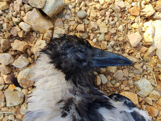 Cornacchia morta