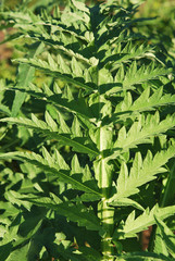 Fototapeta premium Leaves of Artichoke