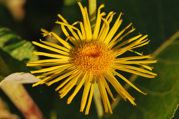 Flower of Elecampane
