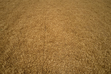 Aerial photography with drone. Grass leaves view from drone.