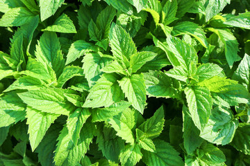 fresh mint green leaves background close up