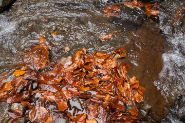 Obraz na płótnie Canvas view of leafs in water stream