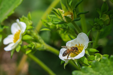 Allphotokz Bee 20100508 8145 1DM3