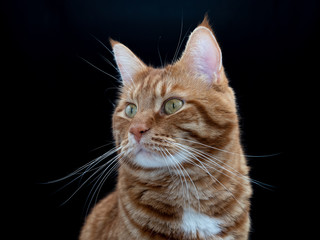 Beautiful red cat closeup on black background.
