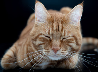 Beautiful red cat closeup on black background.