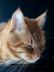Beautiful red cat closeup on black background.