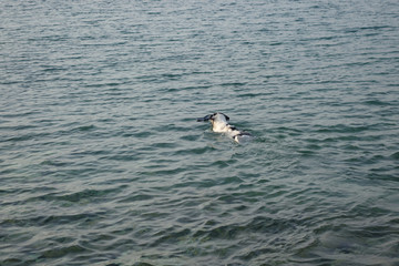 HUND AM MEER . DOG IN THE SEA