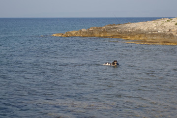 HUND AM MEER . DOG IN THE SEA