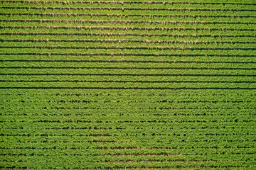 Aerial photography with drone. Grape plantation top view, Italy.