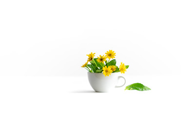 Flowers in a coffee cup, white backdrop