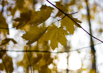 Fototapeta na wymiar Colorful yellow maple leaves on the tree in autumn. Crown maple on a background of sun rays in autumn. Autumn foliage close-up bokeh.