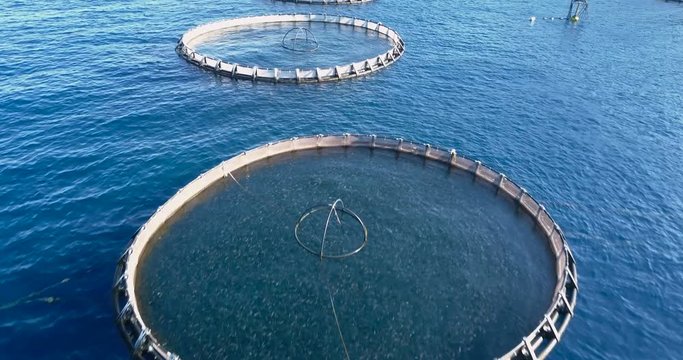 Aerial view of the cages of an aquaculture in the Mediterranean Sea