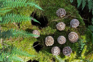 Background of brown cedar cones and fern on a green moss