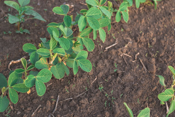 Shoots of green beans sprouts on field close up