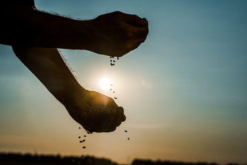 cropped view of self-employed farmer throwing seeds