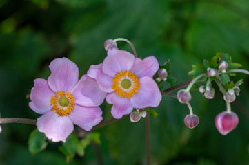 Anemone hupehensis japonica in bloom, beautiful pink flowering park ornamental plant