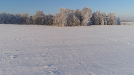 Fototapeta na wymiar aerial view winter landscape trees covered with snow in countryside. field and trees in winter day