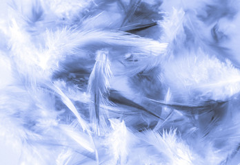 Beautiful abstract texture close up color white and blue feathers background and wallpaper